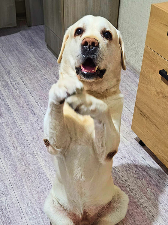 UI/UX-дизайн сайтов и приложений, готовый к верстке